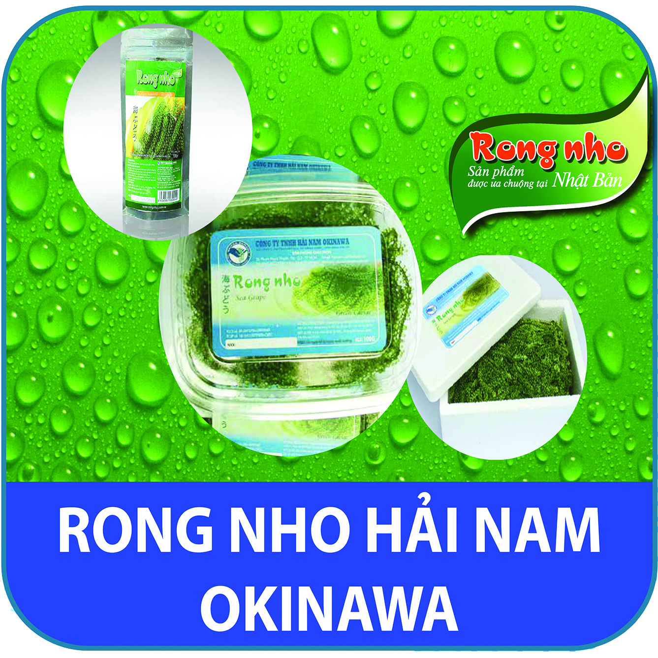 Rong nho Hải Nam Okinawwa